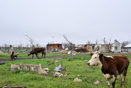 A woman leads a cow on a dirt track past a damaged building. Another cow can be seen in the foreground.