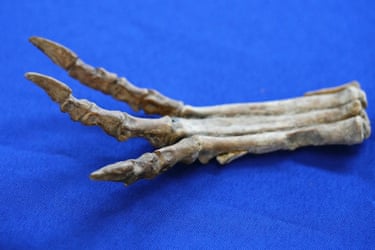 Part of a dinosaur’s skeleton