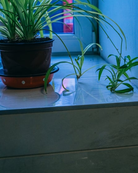 A spider plant on a windowsill