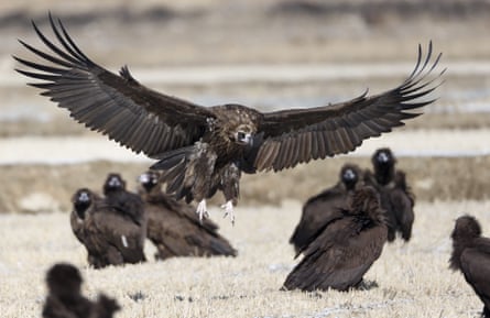 Cinereous vultures near the demilitarised zone in Gangwon province, South Korea.