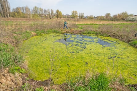 A man stands on the far sife of a pond with green growth over the top of it, surrounded by scrubby grass.