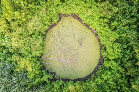 Seen from above, a pond covered in green growth surrounded by bright green trees.