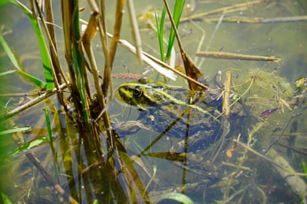 A frog head appears above the surface of water while its body can be seen below