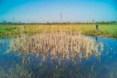 A man can be seen on the far side of a pond, in which species of plants can be seen growing. In the background are city buildings.