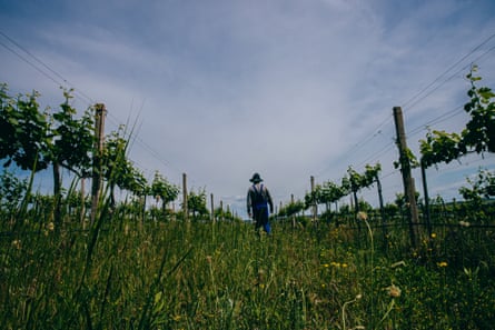 Heorhii walking through the family vineyards 