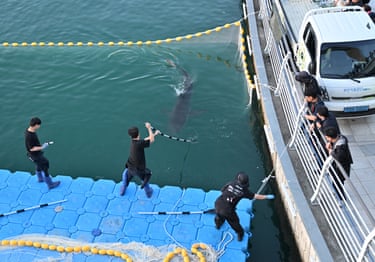 Workers on a floating dock use a pole and ropes to guide a trapped shark back to the ocean